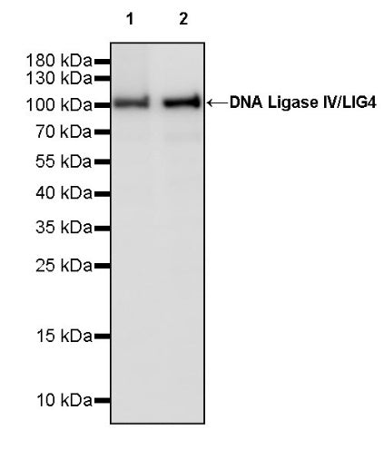 DNA Ligase IV/LIG4 Recombinant Rabbit mAb (S-2237-64)