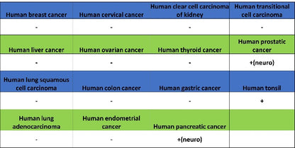 LICAM Recombinant Rabbit mAb (SDT-2594-39)