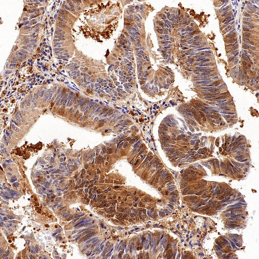 eIF4E Rabbit Polyclonal Antibody