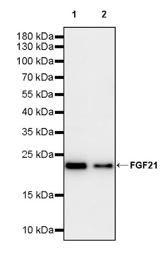 FGF21 Recombinant Rabbit mAb (S-2567-21)