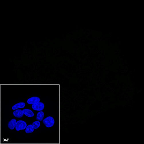 CD47 Mouse mAb (S-823-72)