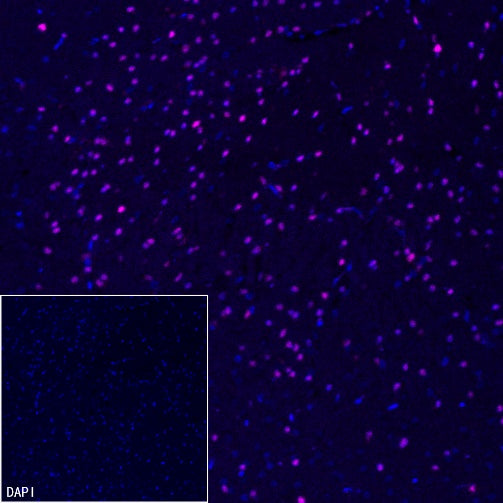 SOX10 Recombinant Rabbit mAb (Alexa Fluor® 647 Conjugate) (SDT-R233)