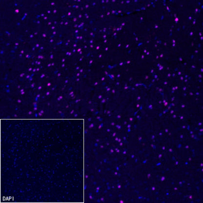 SOX10 Recombinant Rabbit mAb (Alexa Fluor® 647 Conjugate) (SDT-R233)