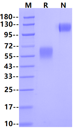 CD28 Fc Chimera Protein, Human/Cynomolgus/Rhesus macaque