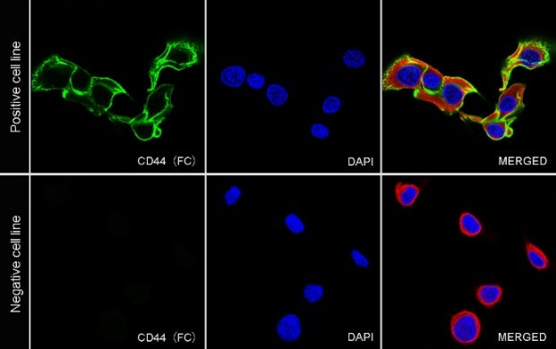 Rat Anti-Mouse CD44 Antibody (S-923-31)