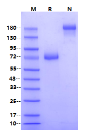 GFRAL Fc Chimera Protein, Human