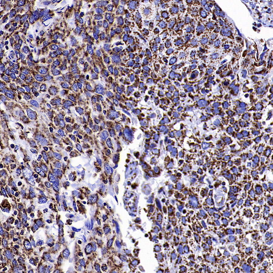 COXIV Recombinant Mouse mAb (S-5528)
