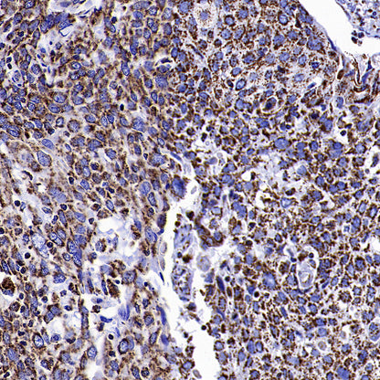 COXIV Recombinant Mouse mAb (S-5528)