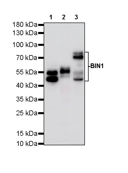 BIN1 Recombinant Rabbit mAb (S-4287-18)