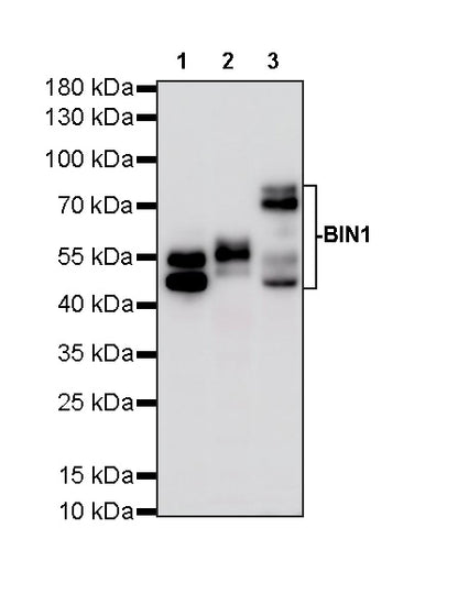 BIN1 Recombinant Rabbit mAb (S-4287-18)