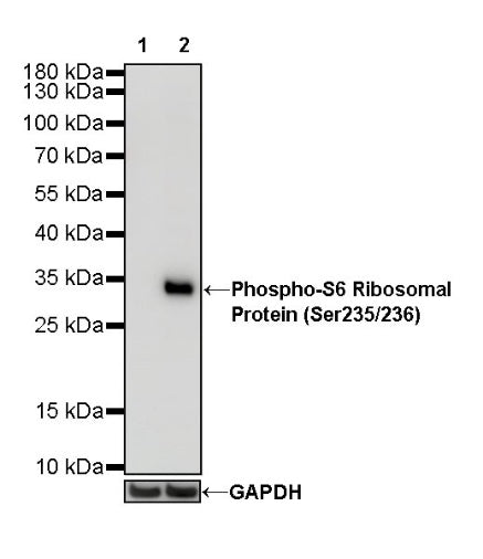 Phospho-S6 Ribosomal Protein (Ser235/236) Recombinant Rabbit mAb (S-R203)