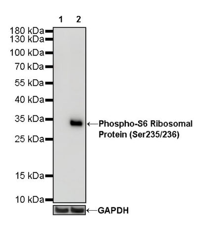 Phospho-S6 Ribosomal Protein (Ser235/236) Recombinant Rabbit mAb (S-R203)