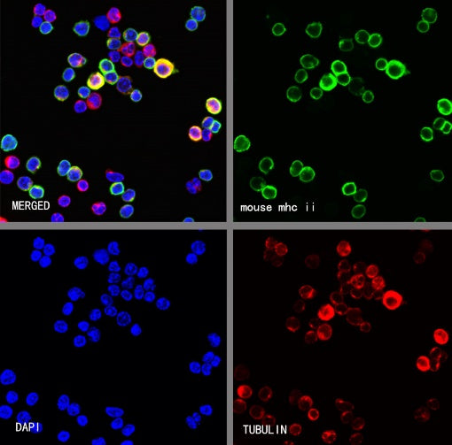 Rat Anti-Mouse I-A/I-E Antibody (M5/114.15.2)
