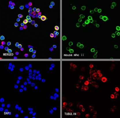 Rat Anti-Mouse I-A/I-E Antibody (M5/114.15.2)
