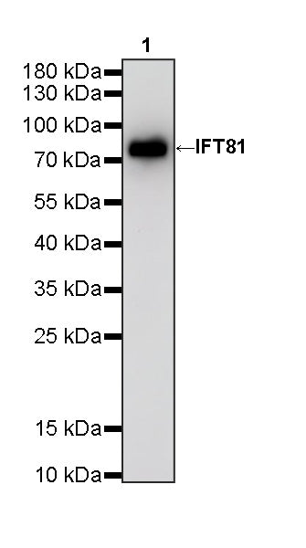 IFT81 Mouse mAb