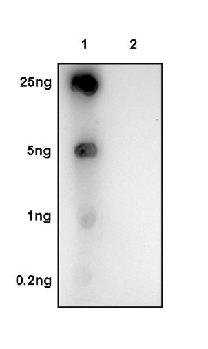 Histone H3 (acetyl K27) Recombinant Rabbit mAb (S-699-50)