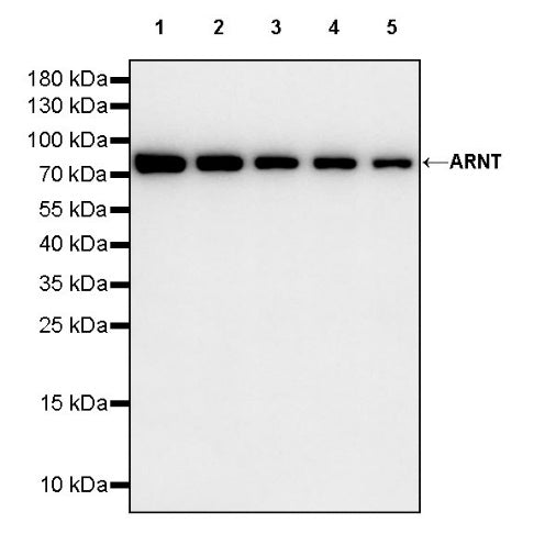 ARNT Recombinant Rabbit mAb (S-2263-43)