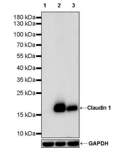 Claudin 1 Recombinant Rabbit mAb (SDT-1289-55)