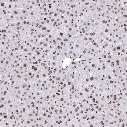 Histone H3 (di methyl K56) Recombinant Rabbit mAb (S-R427)