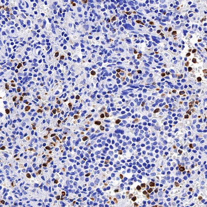 Granzyme A Rabbit Polyclonal Antibody