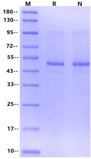 GSPT1/ERF3A GST&His Protein, Human