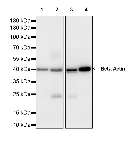 Beta Actin Recombinant Mouse mAb (S-5033)