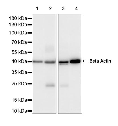 Beta Actin Recombinant Mouse mAb (S-5033)