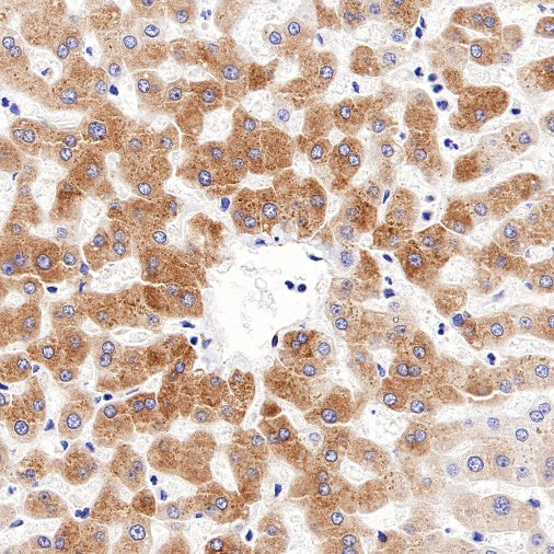 COX2 Recombinant Rabbit mAb (SDT-380-259)