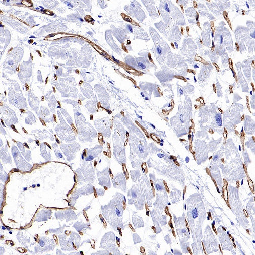 PODXL Recombinant Rabbit mAb (S-2014-9)