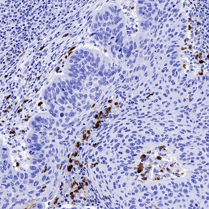 c-IAP1 Recombinant Rabbit mAb (S-1128-137)