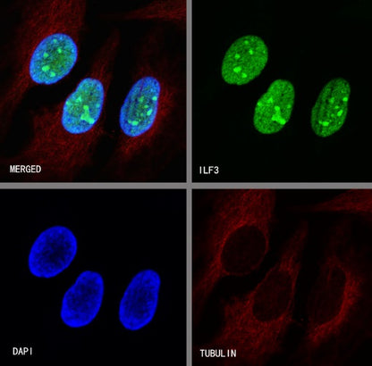 ILF3 Recombinant Rabbit mAb (S-R342)