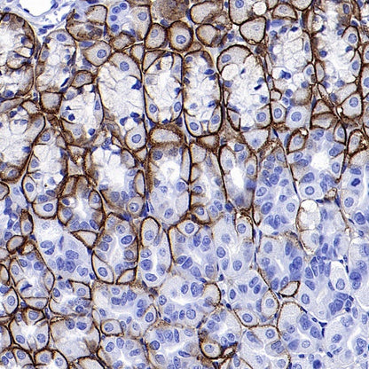 AQP4 Recombinant Rabbit mAb (S-1609-62)