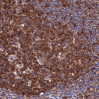 α-tubulin Mouse mAb (S-364-1)