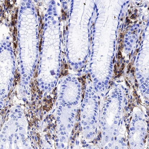 CD48 Recombinant Rabbit mAb (S-1515-9)