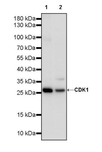 CDK1 Recombinant Rabbit mAb (S-1374-66)