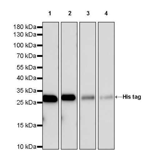 His tag (C-terminal) Recombinant Rabbit mAb (HRP Conjugate) (S-1398-10)