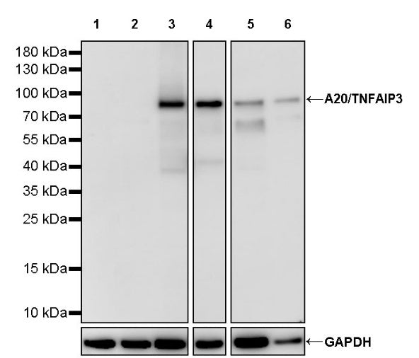 A20/TNFAIP3 Recombinant Rabbit mAb (S-2578-5)