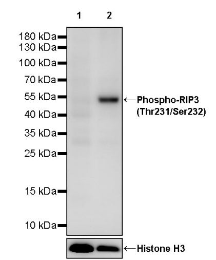 Phospho-RIP3 (Thr231/Ser232) Recombinant Rabbit mAb (S-3487)