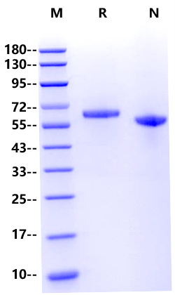 LAG-3/CD223 His Tag Protein, Human