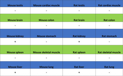 Aass Recombinant Rabbit mAb (S-4170-22)