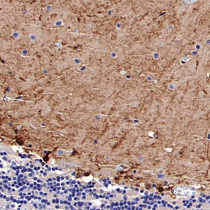 FABP7 Recombinant Rabbit mAb (S-762-41)