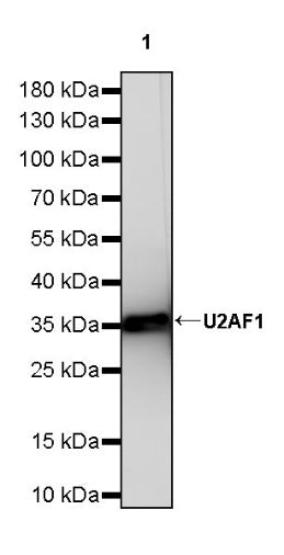 U2AF1 Recombinant Rabbit mAb (S-2384)