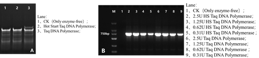 Hot Start Taq DNA Polymerase