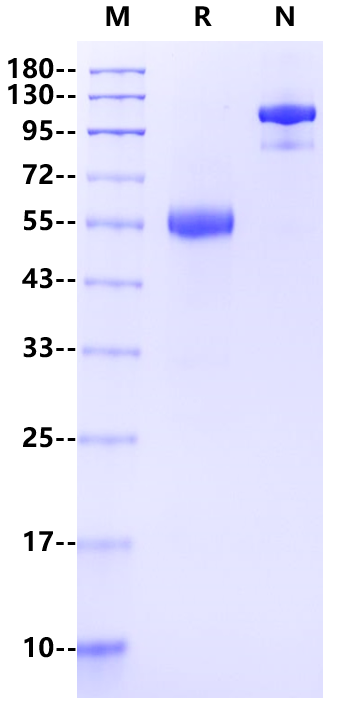 LAIR1/CD305 Fc Chimera Protein, Human