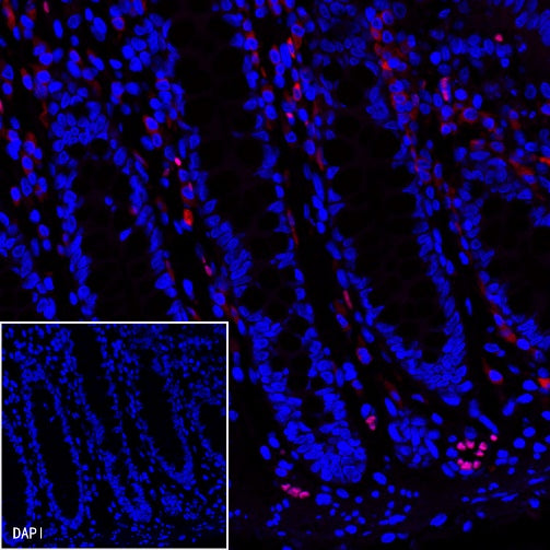 CD79a/MB-1 Recombinant Rabbit mAb (Alexa Fluor® 594 Conjugate) (S-030-18)