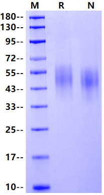 CD44/CDw44/ECMR-III His Tag Protein, Mouse