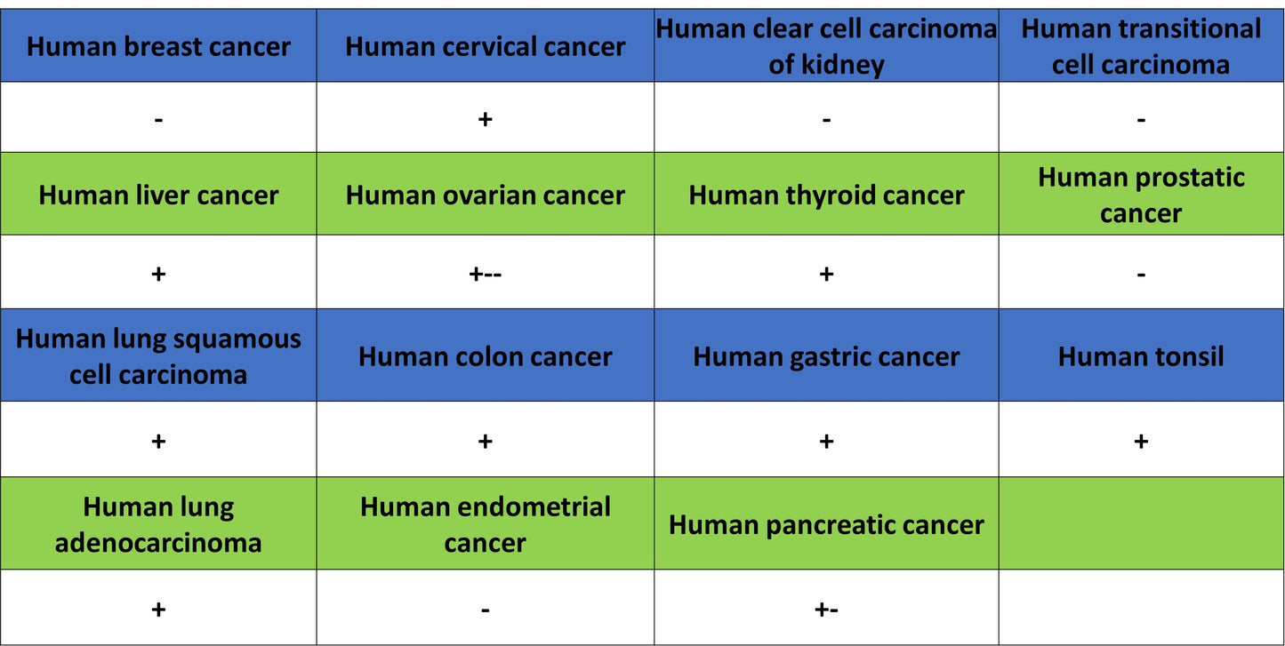 YY1 Recombinant Rabbit mAb (S-3652-44)