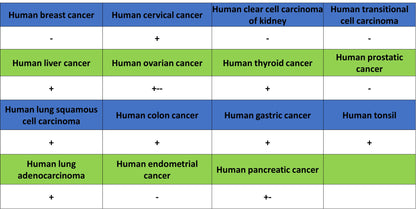YY1 Recombinant Rabbit mAb (S-3652-44)