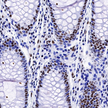 CREB Recombinant Rabbit mAb (S-1115-39)