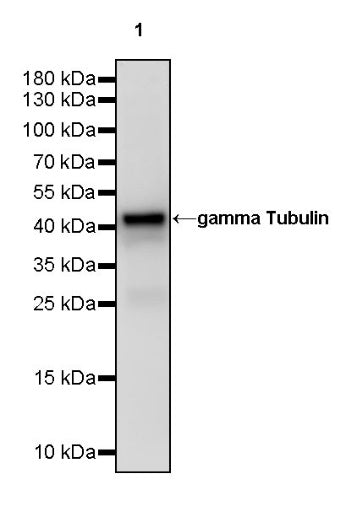 gamma Tubulin Recombinant Rabbit mAb (S-2204-13)